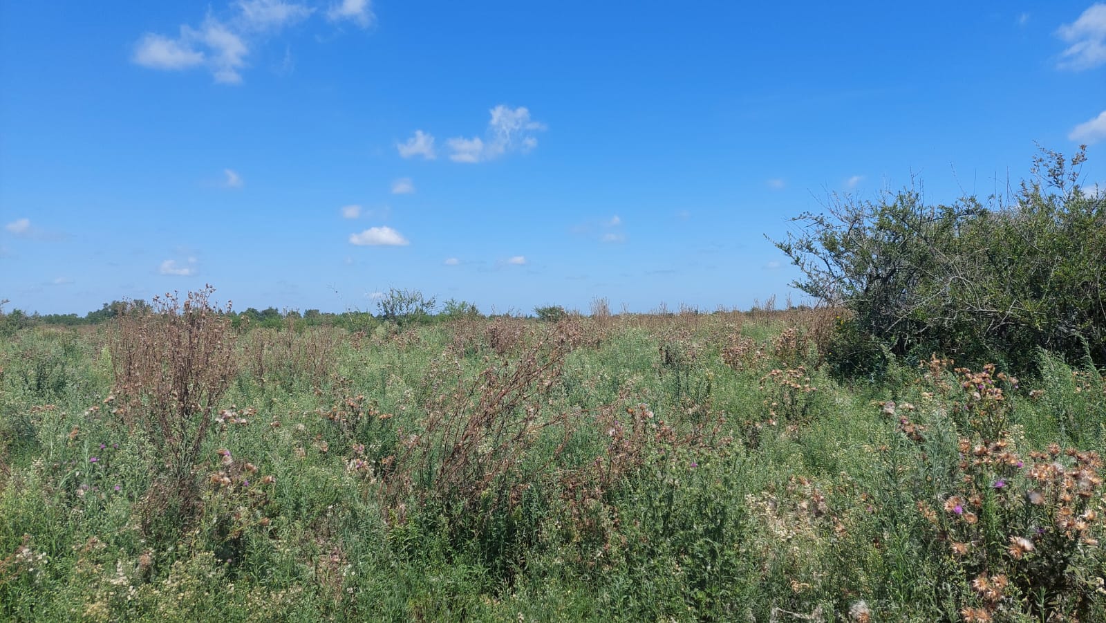 Excelente campo mixto 114 hectareas en Coronel Vidal a metros de Ruta 2